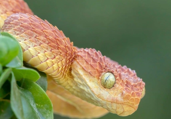 bush viper bite effects