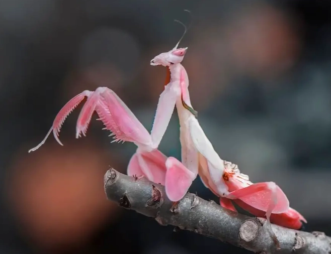 orchid mantis habitat orchid mantis habitat