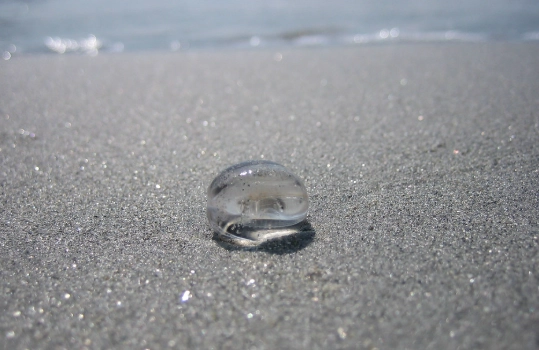 are jellyfish eggs dangerous