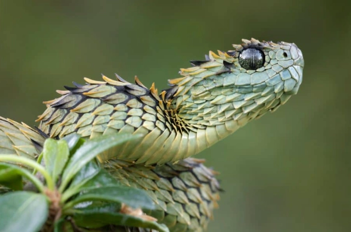 bush viper venom toxicity