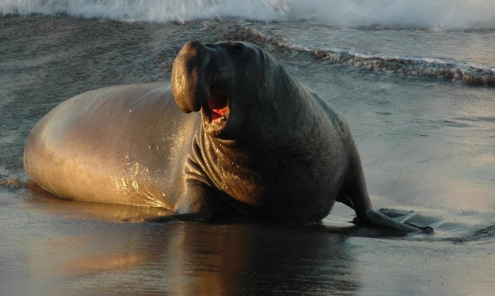 sea elephant name origin