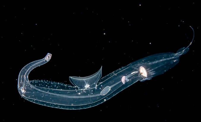 sea elephant marine snail sea elephant marine snail