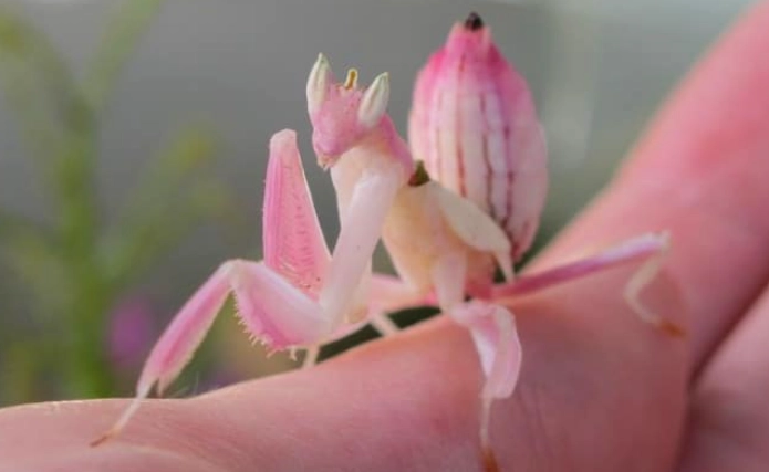 orchid mantis habitat orchid mantis habitat