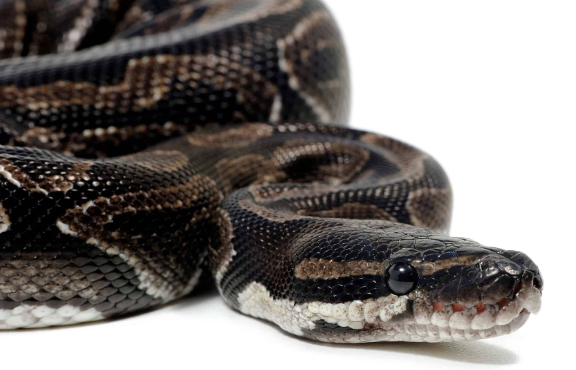 Axanthic ball python care