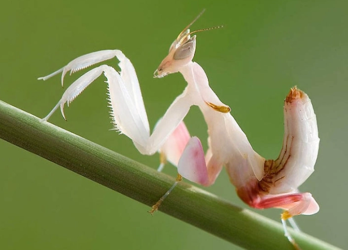 are orchid mantis rare