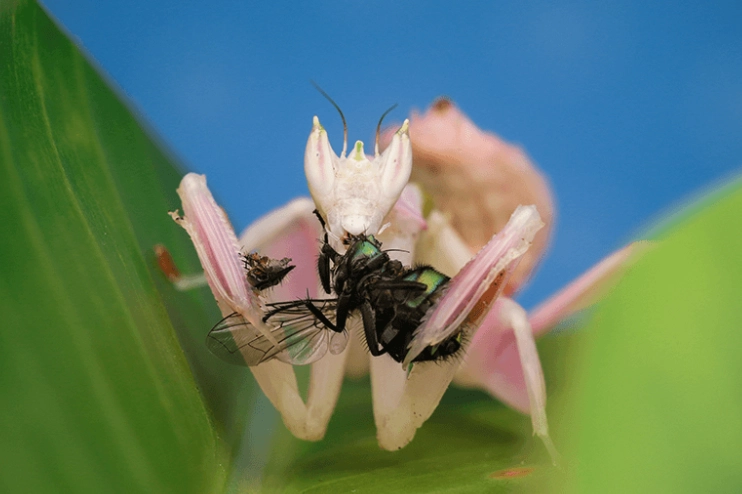 Hymenopus coronatus care Hymenopus coronatus care