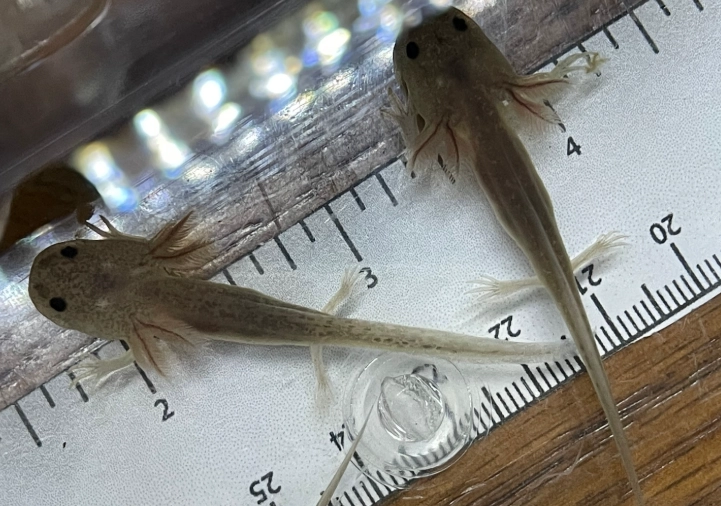 axanthic fish care axanthic fish care