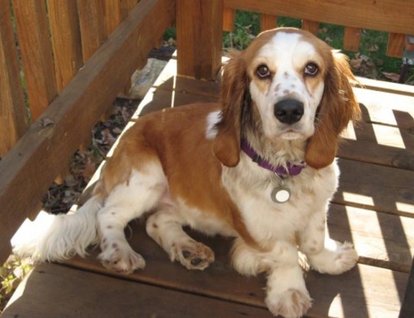 allergy friendly basset mixes allergy friendly basset mixes