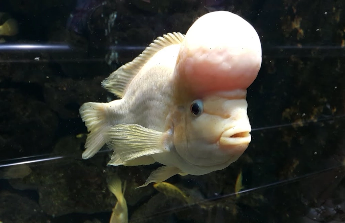 fish with bump on head
