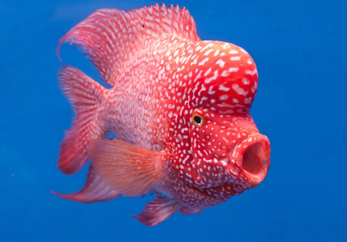 fish with bump on head