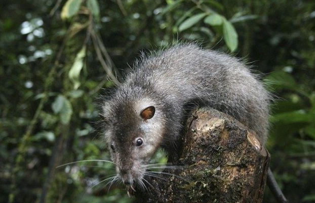 largest rat in the world