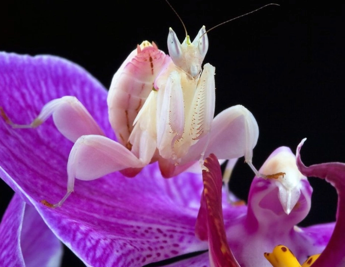 orchid praying mantis rare
