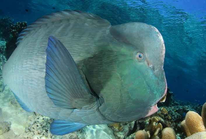 what is on a parrotfish head