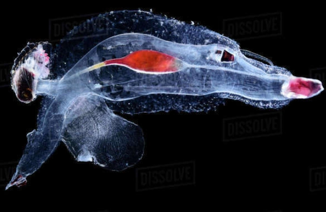 sea elephant marine snail sea elephant marine snail