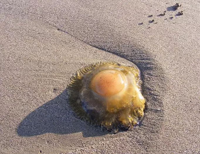 beach blob identification