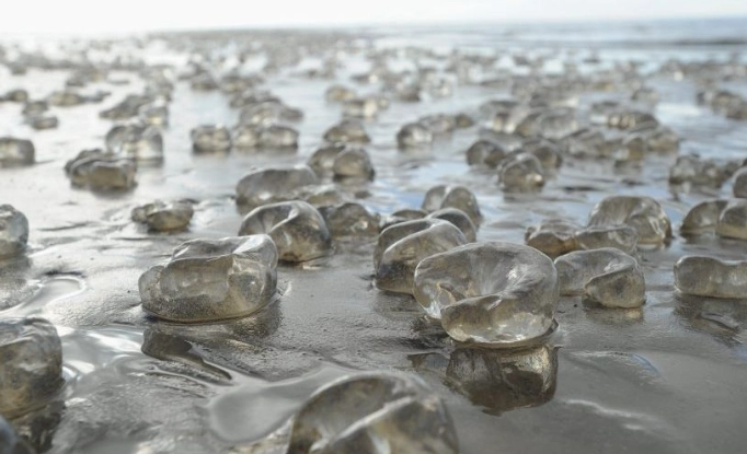 beach blob identification