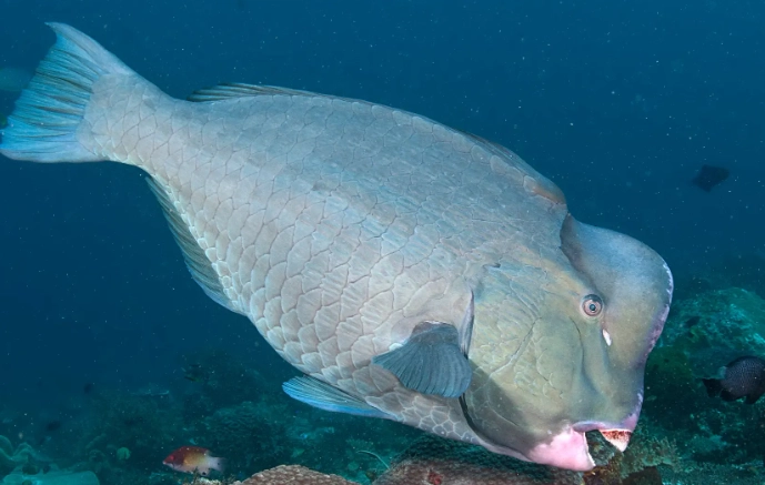 parrotfish forehead