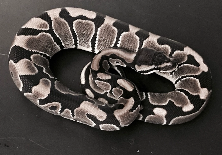 Axanthic ball python price