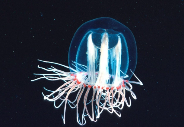 jellyfish reproduction jellyfish reproduction