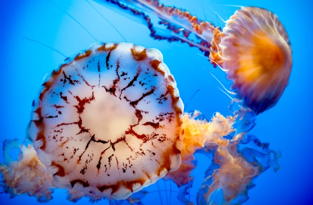 what do jellyfish eggs look like