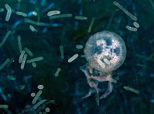 jellyfish life cycle