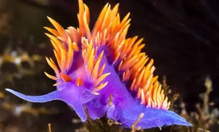 can you touch a nudibranch