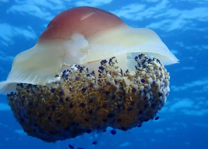 do jellyfish eat eggs