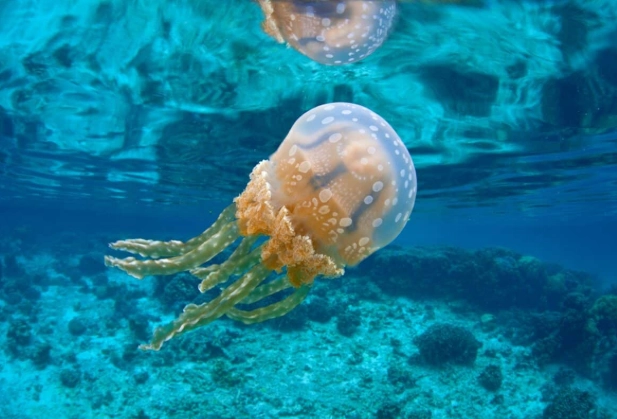 jellyfish reproduction jellyfish reproduction
