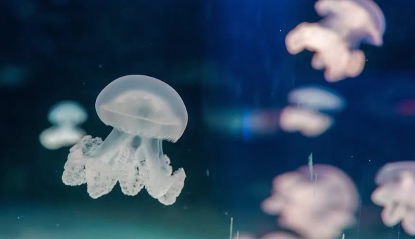 jellyfish reproduction