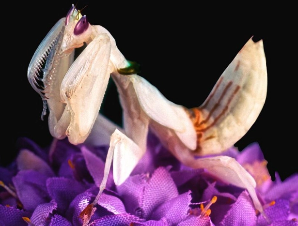 Hymenopus coronatus