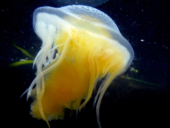 jellyfish life cycle