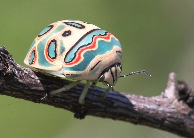 How big is a Picasso Bug