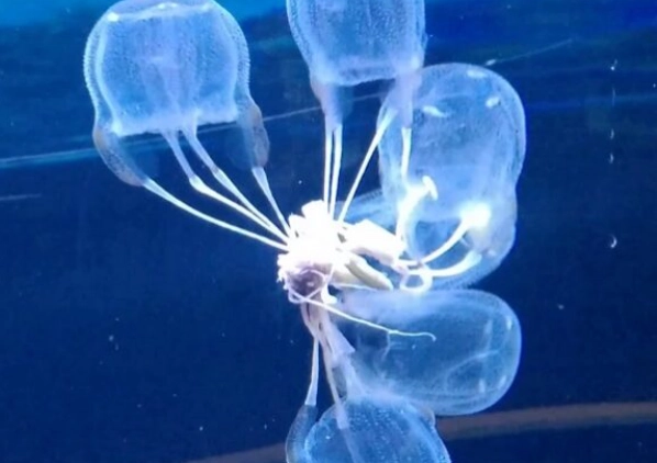jellyfish diet
