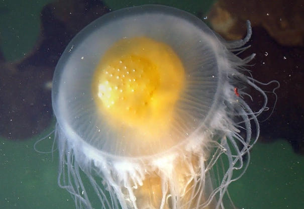 what do jellyfish eat