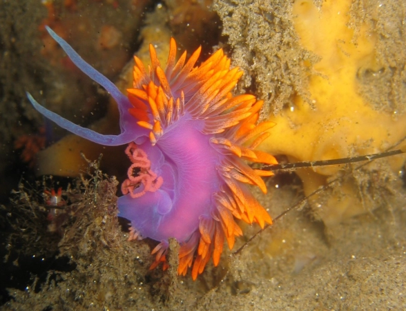 can you touch a nudibranch
