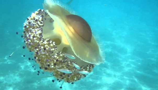 how do jellyfish reproduce