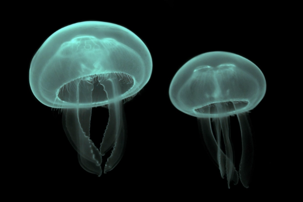 sexual reproduction in jellyfish sexual reproduction in jellyfish