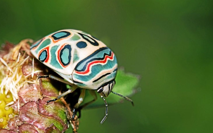 Picasso Bug dimensions
