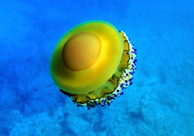 what do jellyfish eat