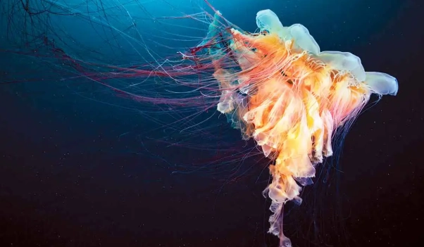 what do jellyfish eggs look like