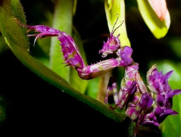 Purple Orchid mantis care