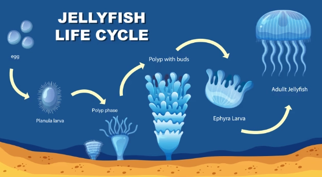 jellyfish reproduction