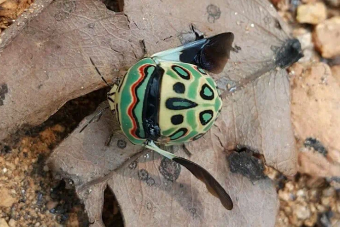 Picasso Bug size
