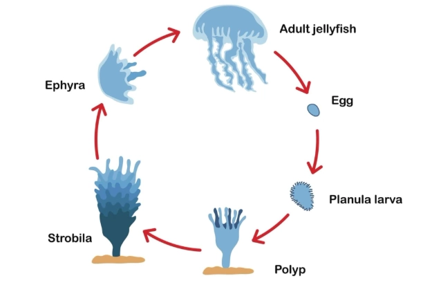 jellyfish life cycle jellyfish life cycle