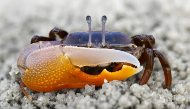 violin fiddler crab