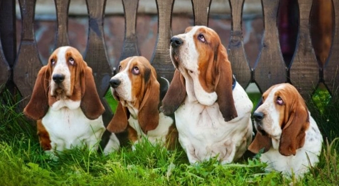 how big do Basset Hound mixes get