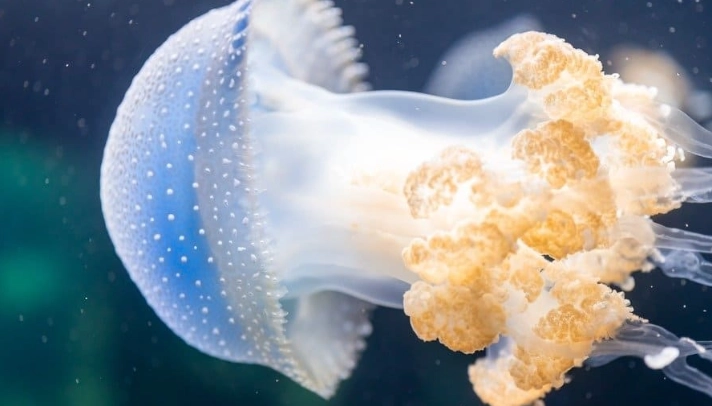 male jellyfish fertilization