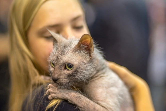 werewolf cat for sale werewolf cat for sale
