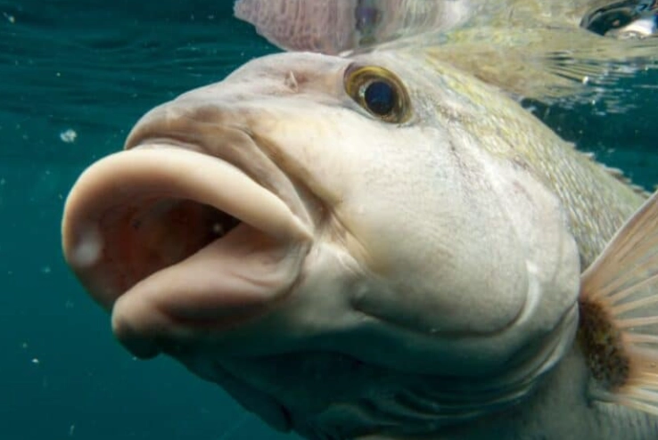 fish with lips