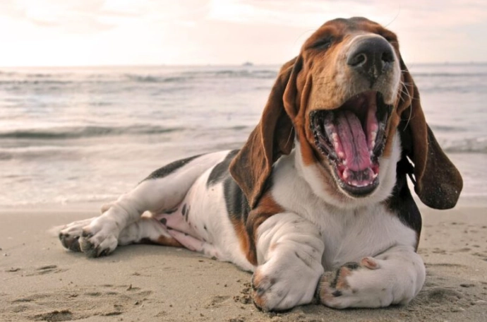 Basset Hound hybrid weight